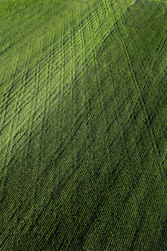 Green pattern oovdux