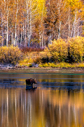 20061216 20061216 yellowstone moose ocaucd