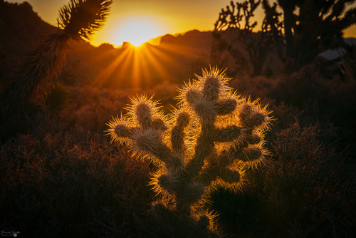 Cactus sunrise asf try2sy