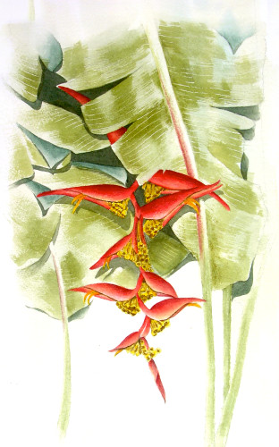 Heleconia ppztpx t9pzh1