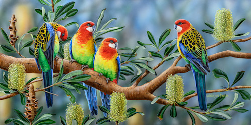Crimson Rosella (Platycercus elegans) Australian Wildlife