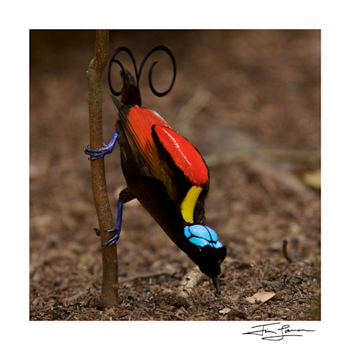 Wilson's Bird Of Paradise Back (Square) Photography Art
