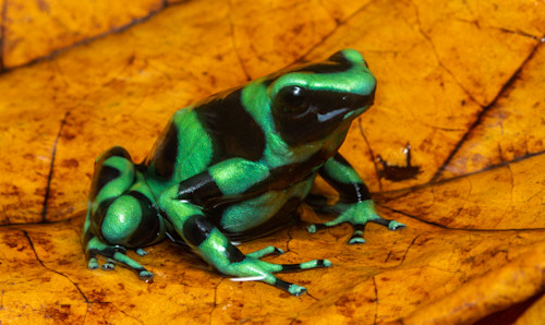 Green And Black Poison Dart Frog Photography Art John Martell Photography