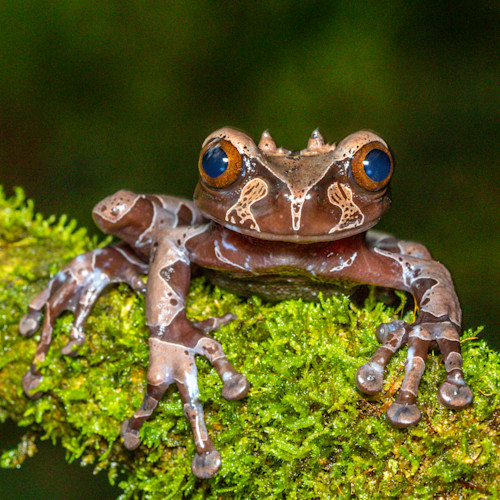 Red-Eyed Tree Frog Stainless Steel Tumbler – Amphisbaena Exotics