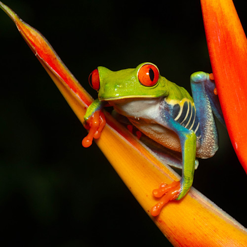 Red Eyed Tree Frog 5 Photography Art | John Martell Photography