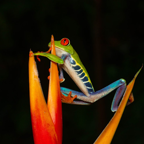 Red Eyed Tree Frog 5 Photography Art | John Martell Photography