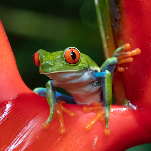 Red Eyed Tree Frog 5 Photography Art | John Martell Photography