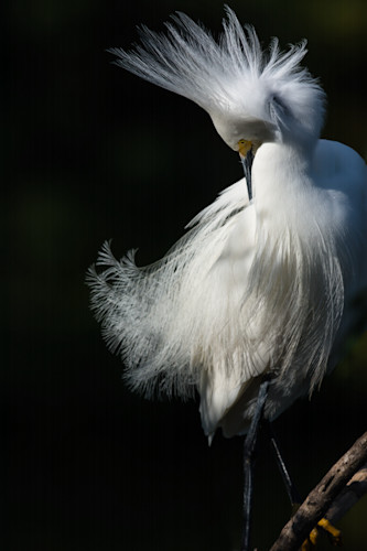 Snowy egret bfie2z