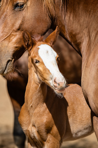 Chestnut mare and foal xsiomf