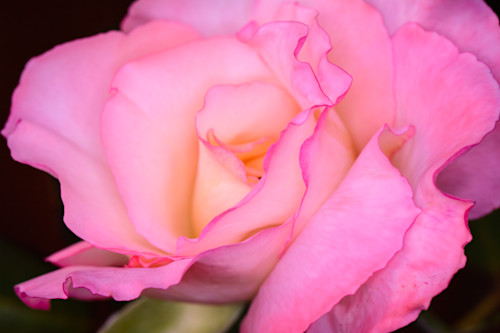 Ruffled rose pink q4uhe1