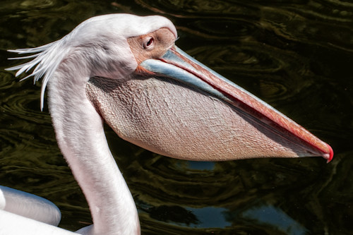 White pelican kd6uf6