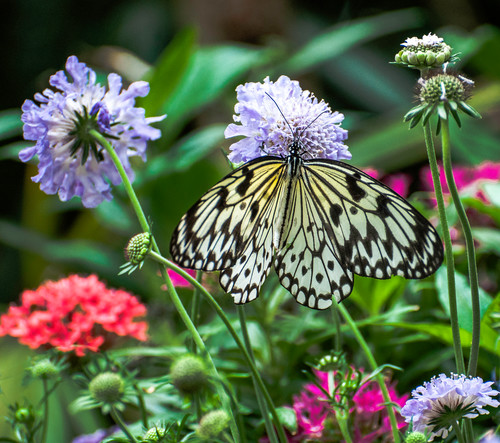 White butterfly in garden qwhuhx