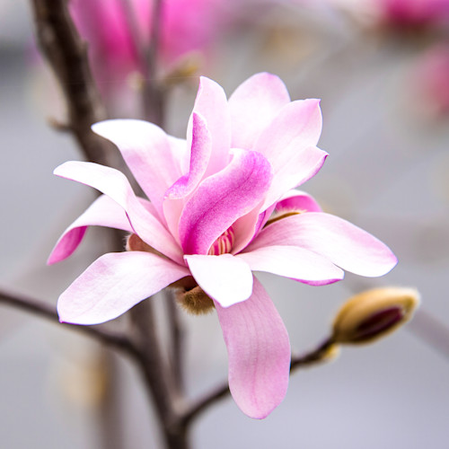 Pink magnolia xcruob