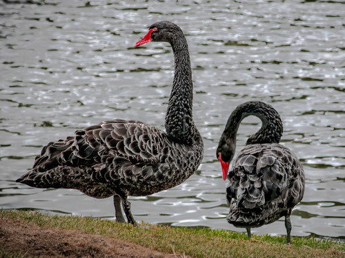 Black swans on the lake gejf92