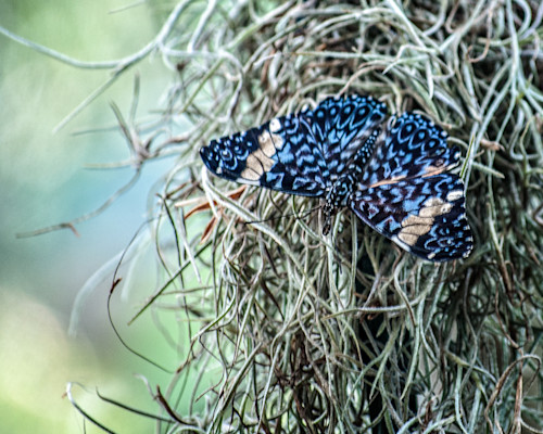 Blue butterfly xgllvi