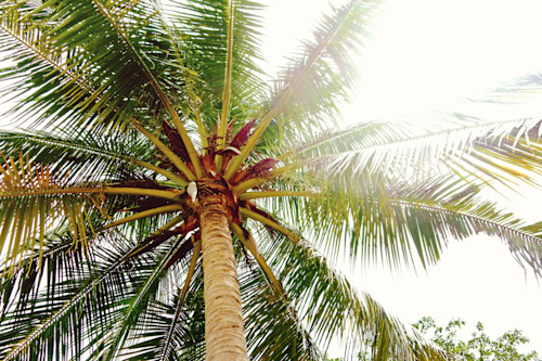 Palm tree yvwovy