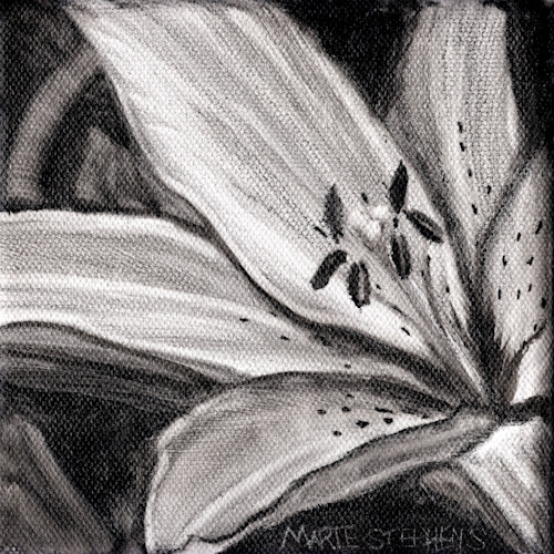 Spotted asiatic lily 5x5 oil copyright marie stephens 2019 grtkan