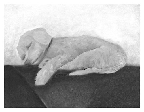 Pale black and white sleeping poodle on couch for digital print on 8.5 x 11 120 pound coated cover stock swdtjh