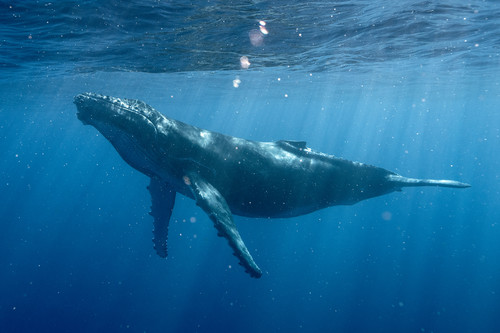 Whale 2 ydgu4n