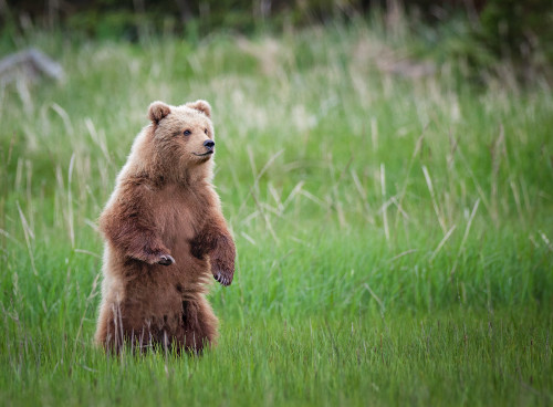 Standing brown bear cub imp 2 to 3 22 mb h6iasv