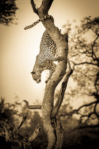 Leopard coming down tree sepia 93 palj4b