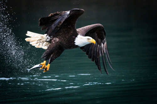 Bald eagle lifting off with fish 90 denoise pqncoh