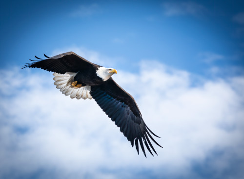 Increasedbald eagle in beautiful sky 64 edit denoise oyi29x