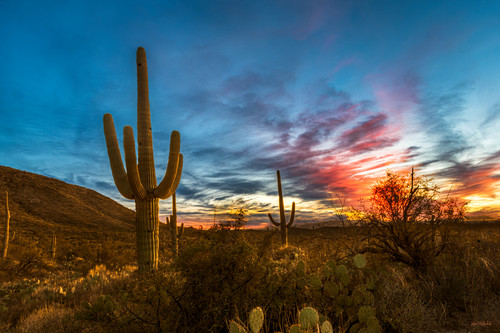 Saguaro sunset mrvelq