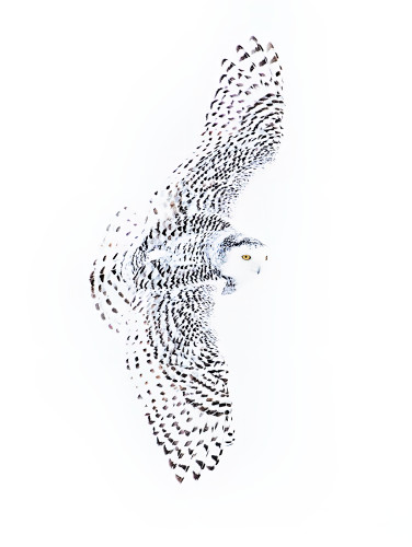 Snowy owl doubled with topaz stan cunningham output denoise wz5zso