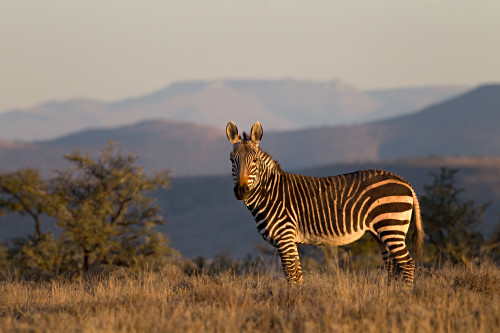 Increasedmountain zebra with landscape in bckgrnd 45 mb edit denoise denoise kcueos