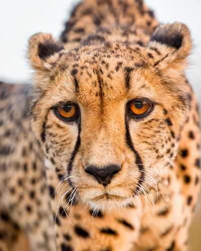 Tambe cheetah 83 denoise h402qp