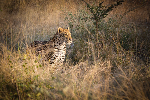 Leopard in grass for canvas 20 x 30 83 mb denoise s6hbwx