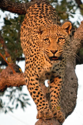 Increasedyoung leopard at kruger 17 mb edit 1  denoise vsfioa