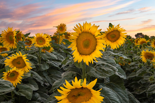 Sunflowers riwmeg
