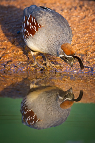 Increasedgambels quail reflection 54 mb edit denoise uox265