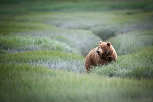 Brown bear sow in grass master 88 denoise wgjcao