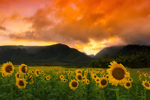 Sunflower delight cmm068 mbzabr