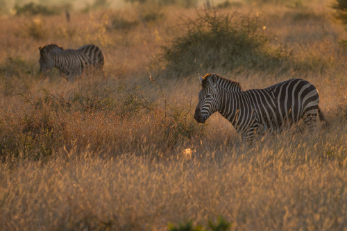 Birchell s zebra at sunrise denoise isfxb2