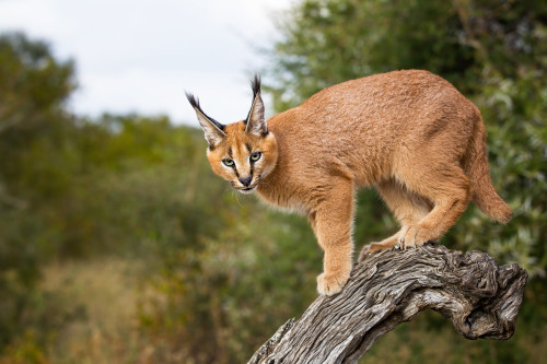 Pissed caracal denoise wpb8oa