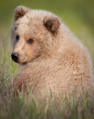Increasedbrown bear cub looking over shoulder vertical 21 mb edit denoise pdfckb