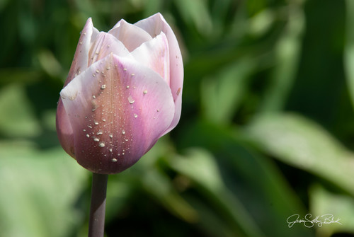 Pink tulip rrh4mx