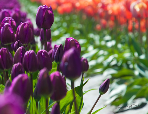 Purple tulips wvxdqc