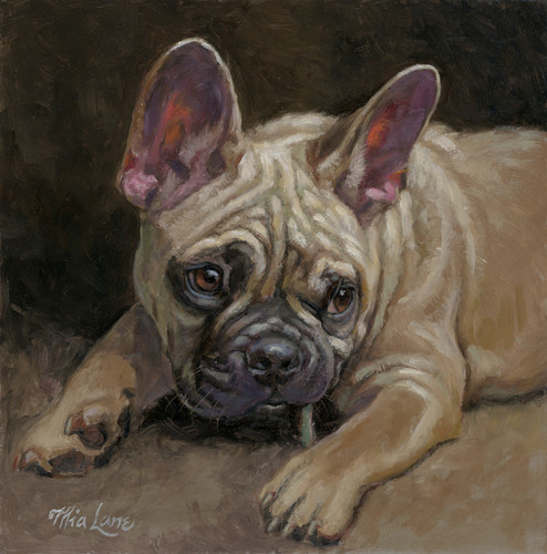 Frenchie pup by mia lane y2khll