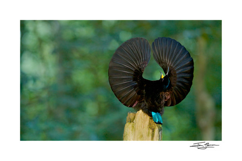 コレクション Hale Pua/ Black Velvet Bird of Paradise Species New to Science: [Ornithology • 2018] Structural
