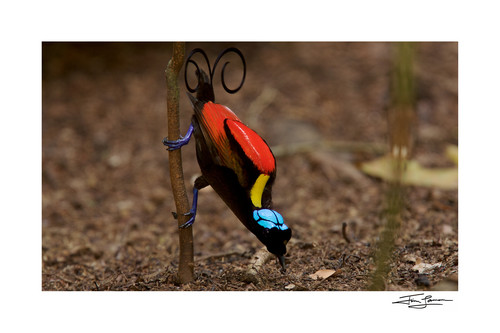 コレクション Hale Pua/ Black Velvet Bird of Paradise Species New to Science: [Ornithology • 2018] Structural