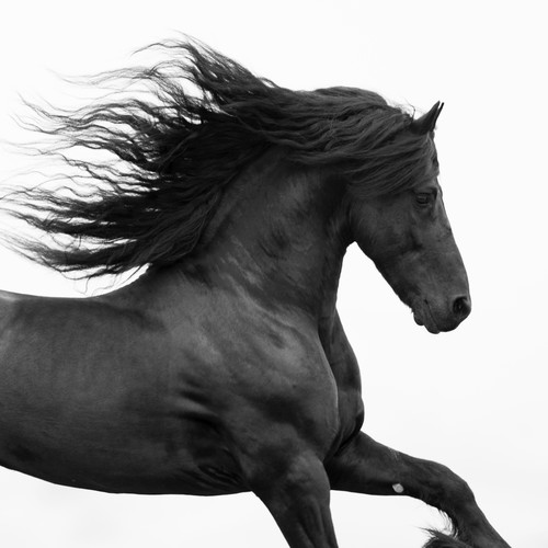Ojai, CA, purebred horse, black Friesian stallion trotting on hillside