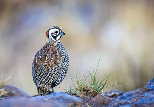 Montezuma quail profile 58 mb fin giga pqpkiy