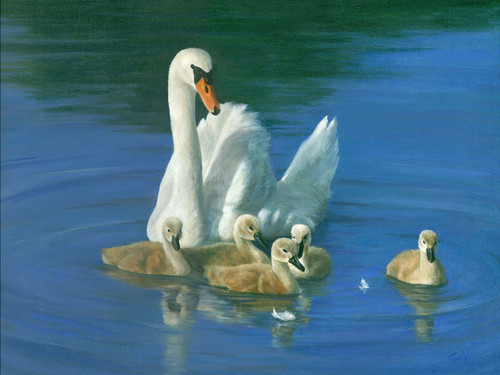 Swan babies blue18x24 s6kyg9