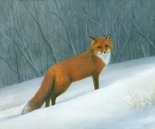 Redfox.snow odmce0