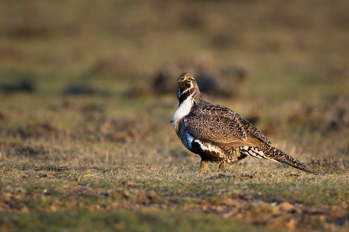 Increasedsunrise male sage grouse caught in the open 39 edit y8whrf